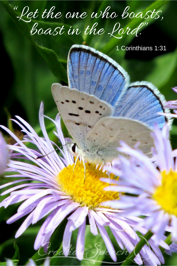 Boast in the Lord, 1 Corinthians 1:31. Consider the Boisduval's Blue butterfly