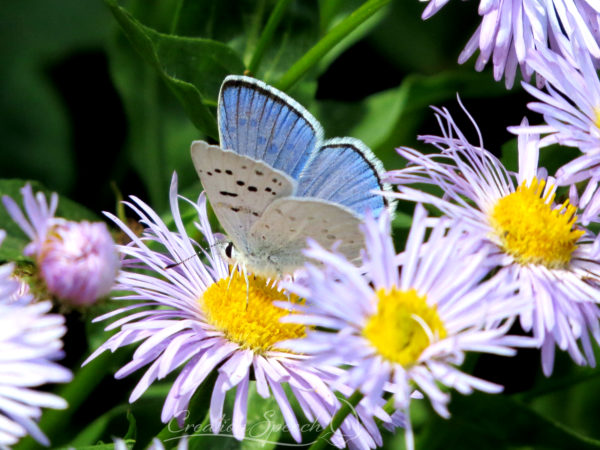 Boisduval's Blue butterfly