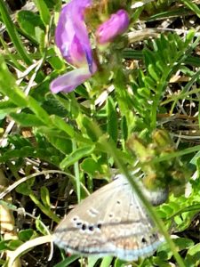 Boisduval’s Blue Laying Egg on Field Milkvetch.JPG