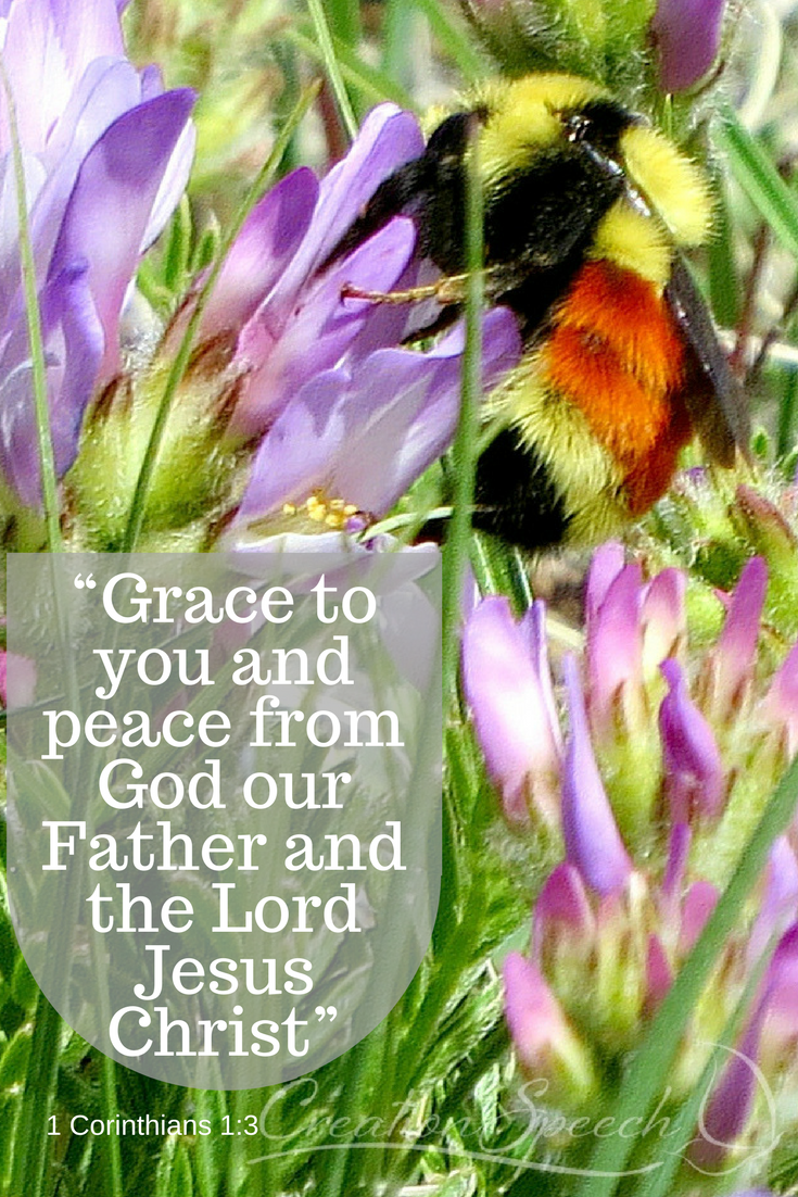 An isolated patch of Field Milkvetch provides nectar for Orange-Belted Bubble bees and a host plant for butterfly larva. It is a picture of God’s grace and peace, a picture of Christ’s church.