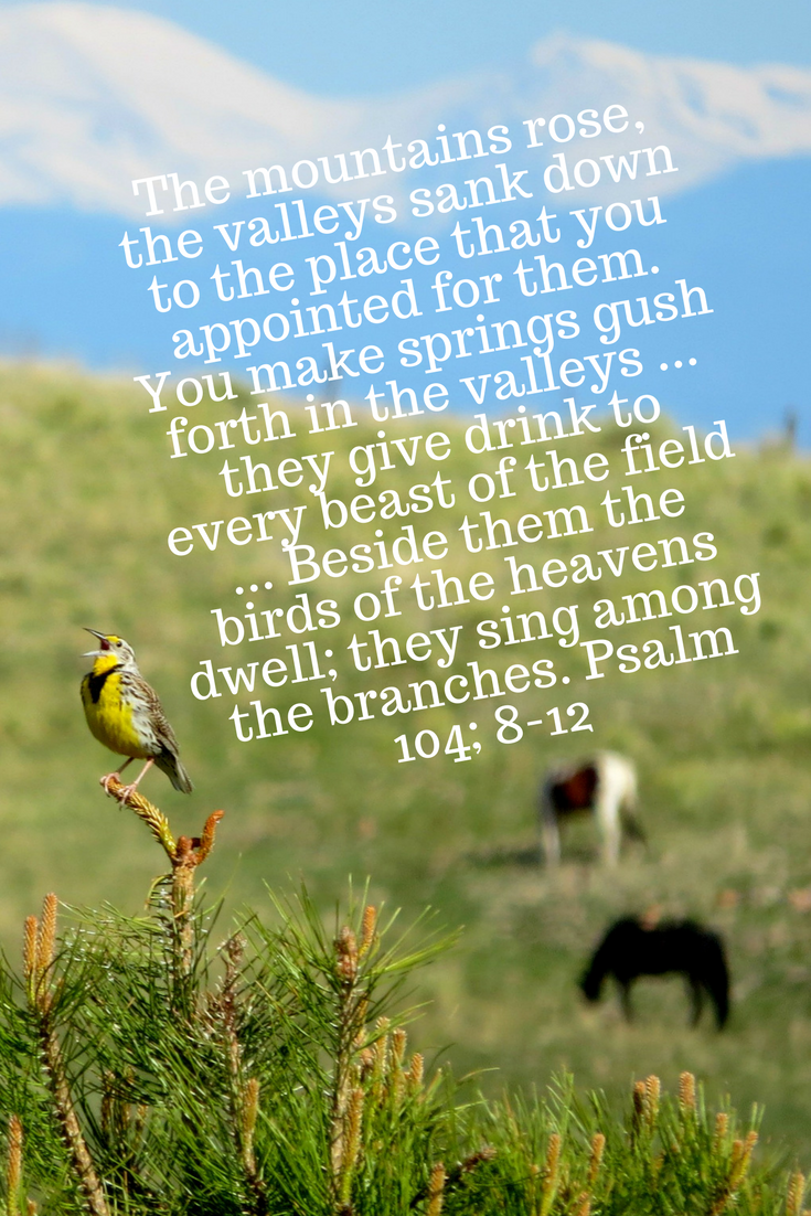 Mountains, beast, singing bird - Psalm 104:8-12