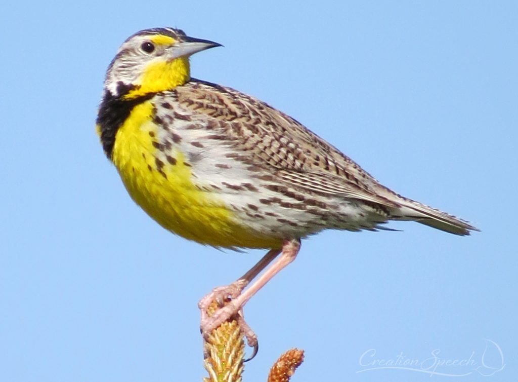 Western Meadowlark