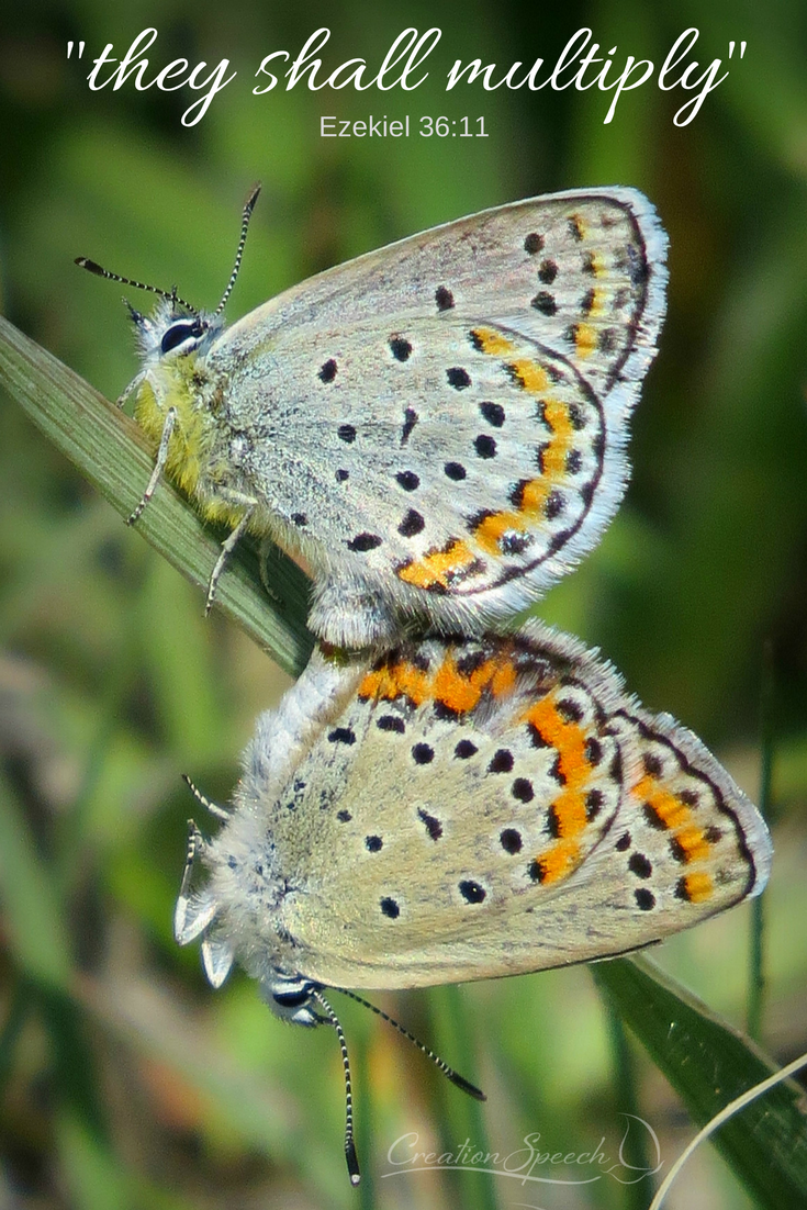 Melissa Blue butterflies mating. Unusual yellow hairs on body of male.