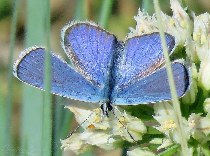 Melissa Blue Male, Elizabeth, Co, June 6 2017