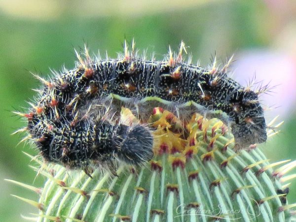 Painted Lady Larva