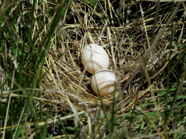 Ringed Neck Dove Nest