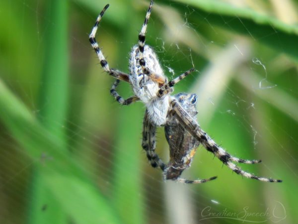 Spider captured Melissa Blue