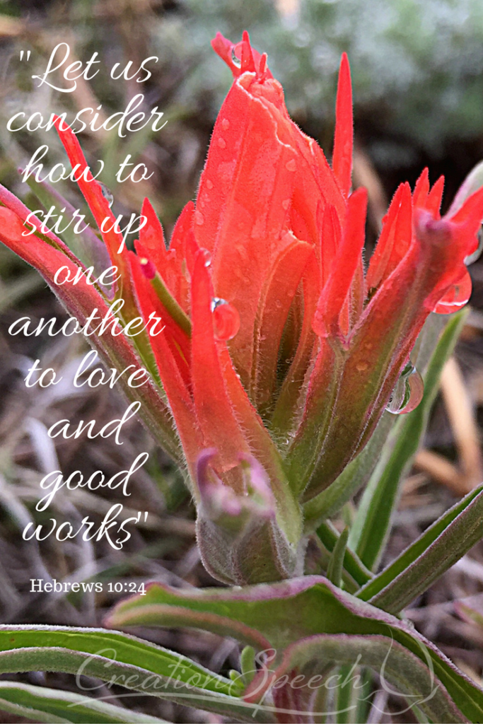 Indian Paintbrush produces blooms through nutrient connection with sage