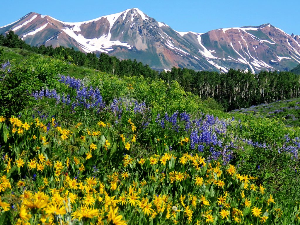 Wildflowers, Aspens and Rocky Mountains display God's Splendor and Majesty