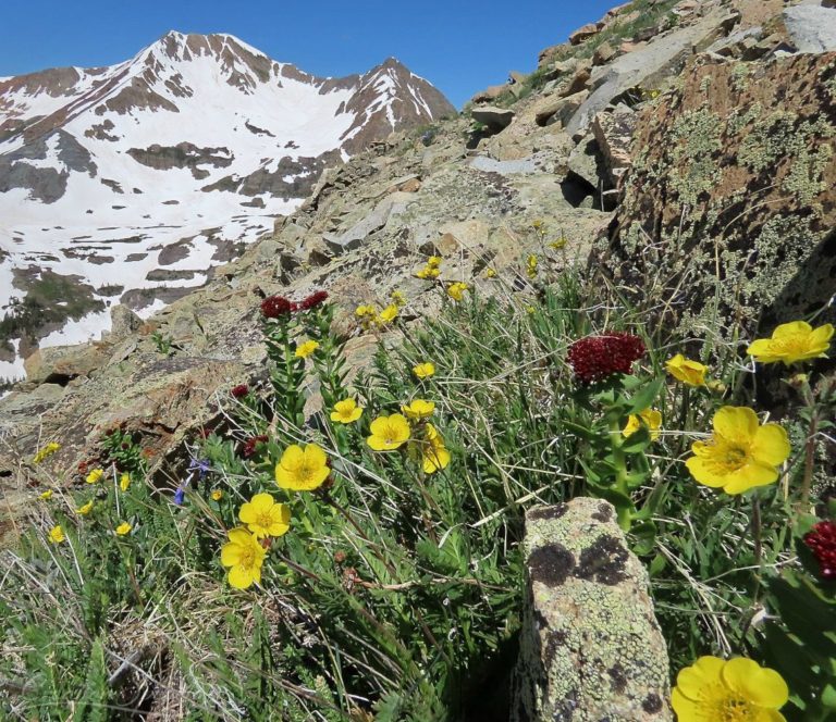 Alpine Avens and King's Crown in the high rocks for God's name sake