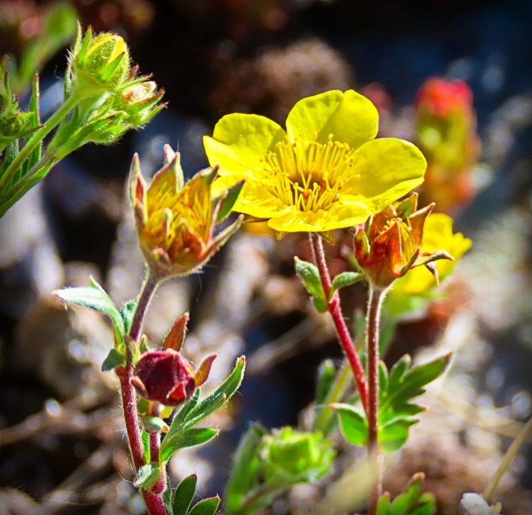 Alpine Avens brightens the scenery for God's name sake