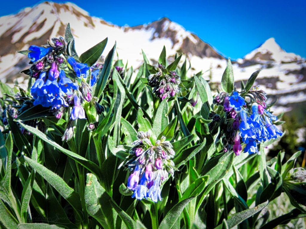 Alpine bluebells ringing the news that jesus reigns over all things