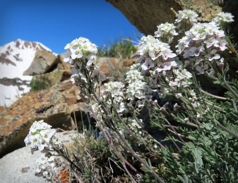 Alpine Candytuft fills in around alpine rocks for God's name sake