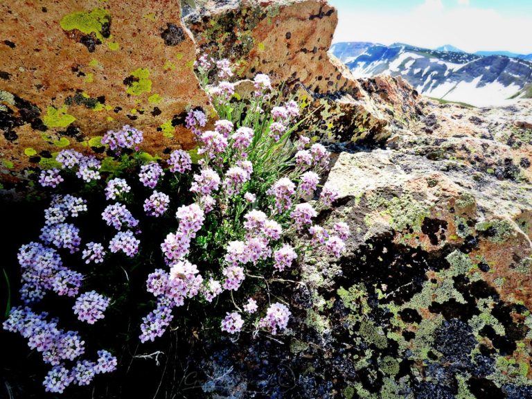 Alpine Candytuft among lichen-covered rock for God's name sake