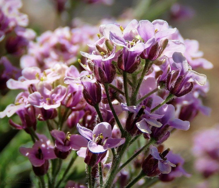 Alpine Candytuft in glorious purple color for God's name sake