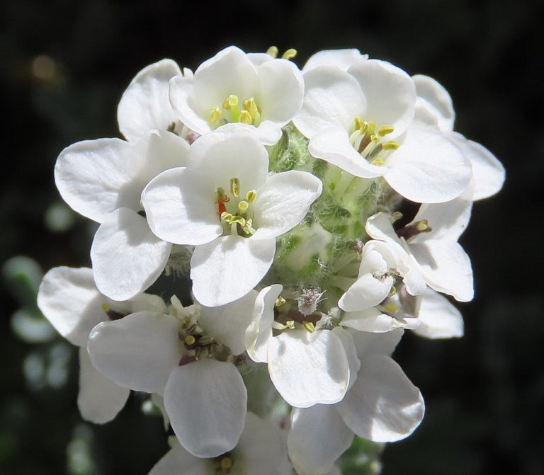 Alpine Candytuft has abundant flowers for God's name sake