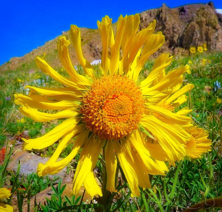Alpine Sunflower brightens the mountain side for God's name sake