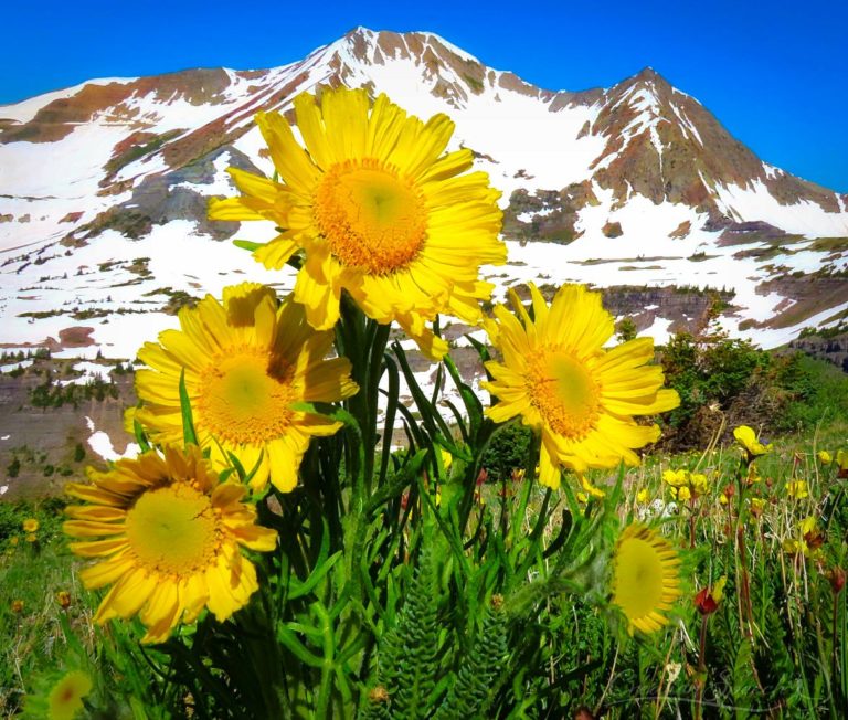 Alpine Sunflower waits to bloom for God's name sake