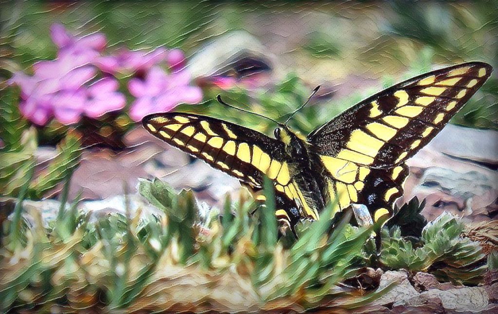 Anise Swallowtail on Top of Scarp Ridge looking for a mate for God's name sake