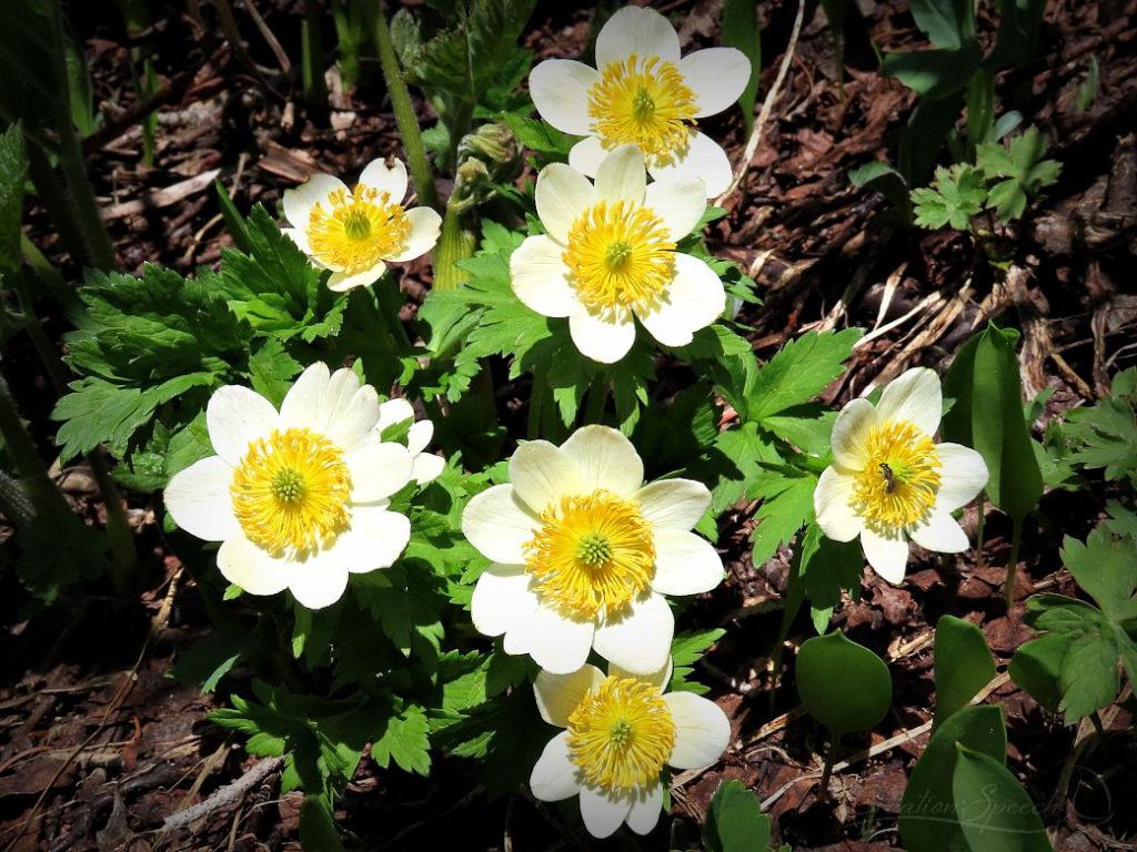Canada Anemone is part of the unsearchable riches of Christ