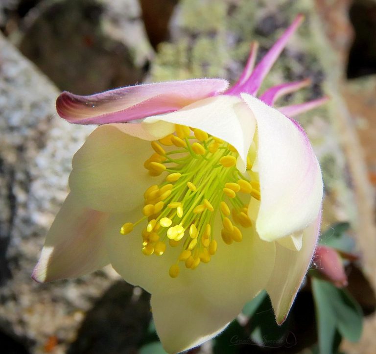 Golden anthers of Columbine are like treasures from the heart for God's name sake