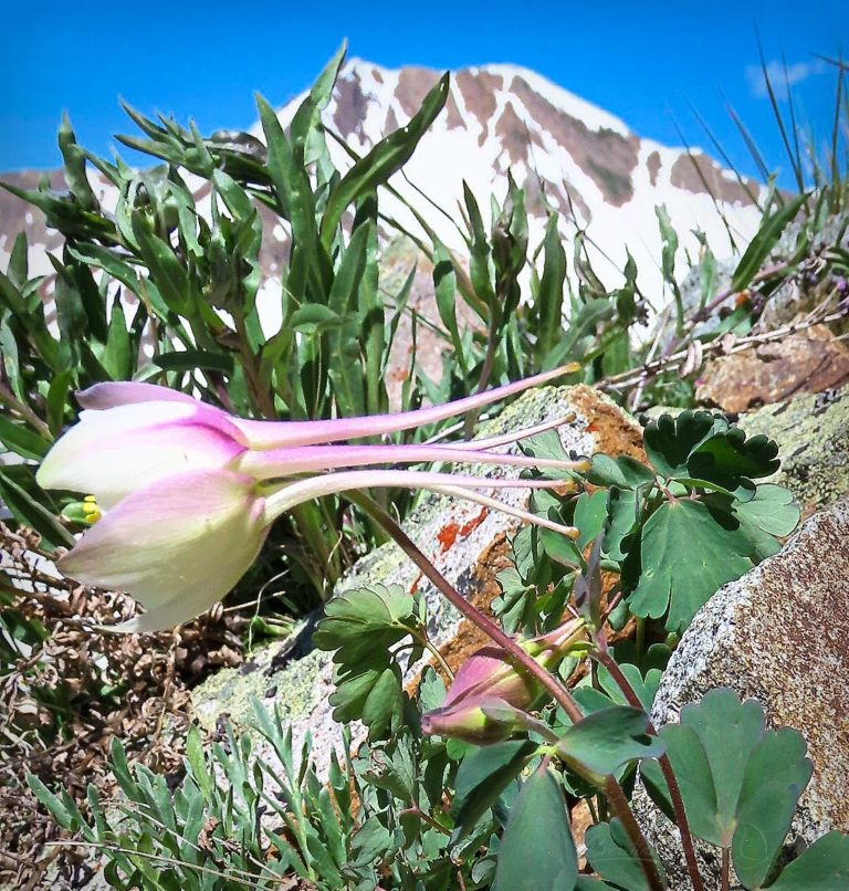 Columbine has flare in the mountains for God's name sake