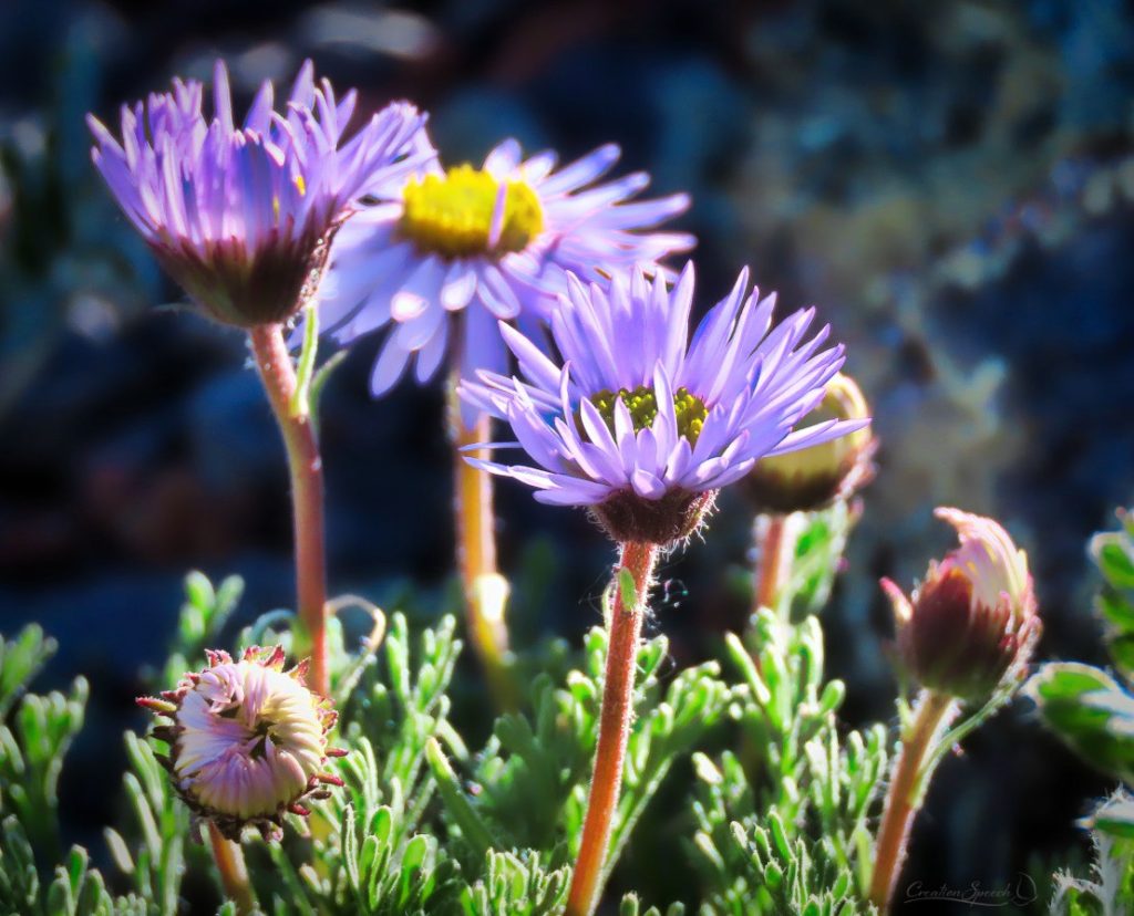 Cutleaf Daisy at various stages of flower opening is a picture of a Christian drawing closer to God