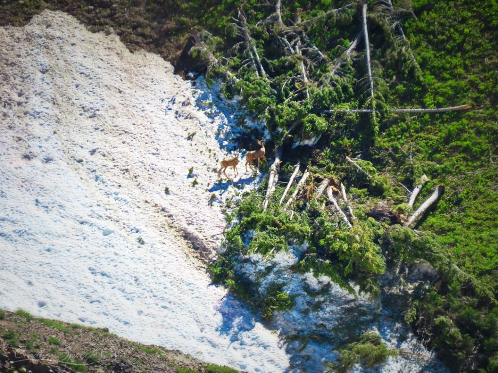 Downed trees show the power of avalanches