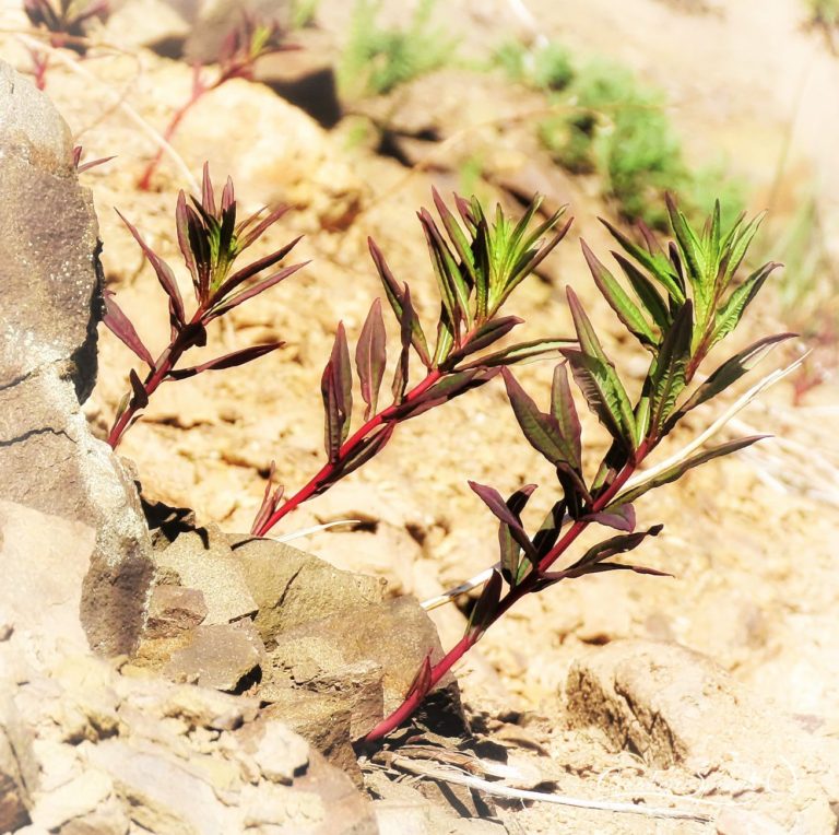 Fireweed brings life to a dry ground for God's name sake