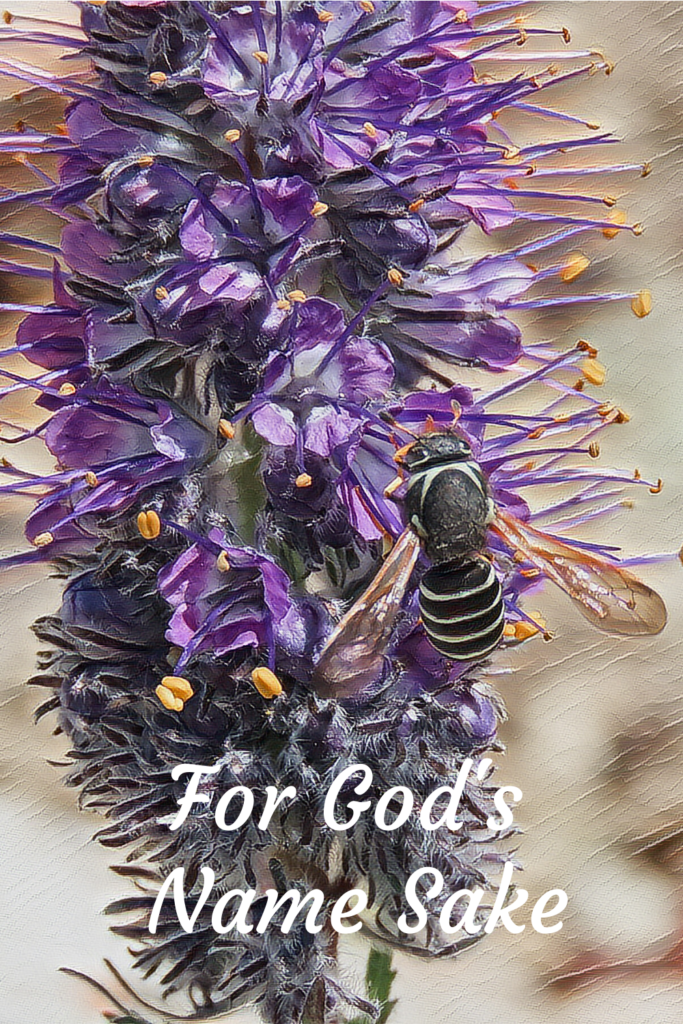 God made Purple Fringe and the Pollen Wasp for His Name Sake