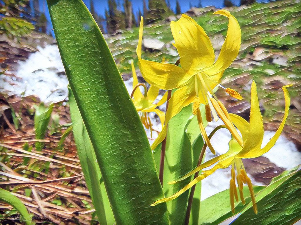 Glacier Lilies emerge glorious from cool moist ground for God's name sake