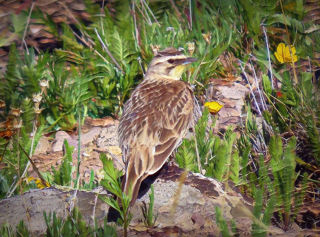 Horned Lark at home in the Alpine for God's name sake