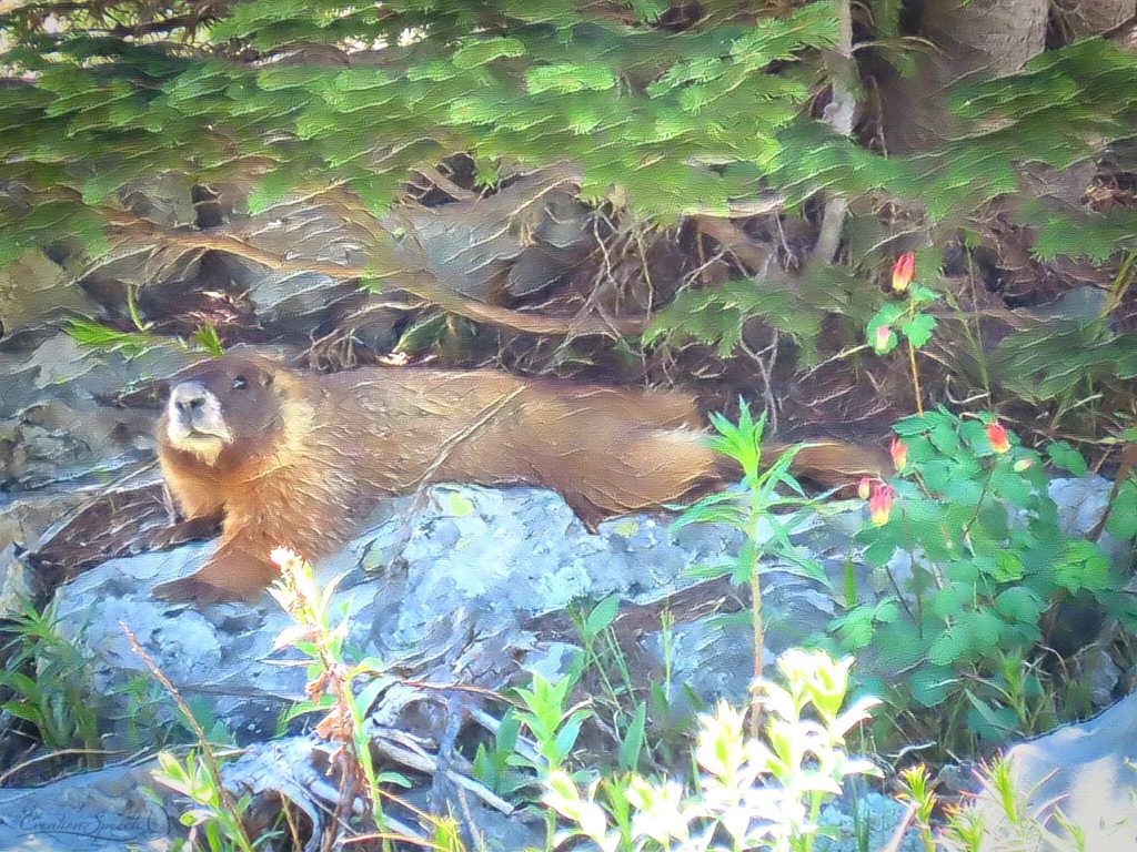 Marmot at peace in the heights for God's name sake