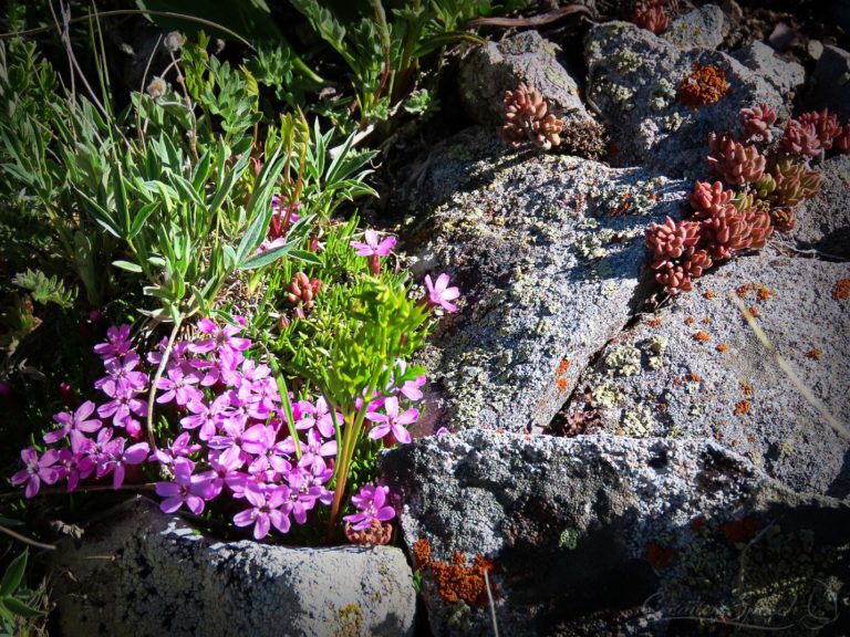 Alpine rock garden gives praise to God