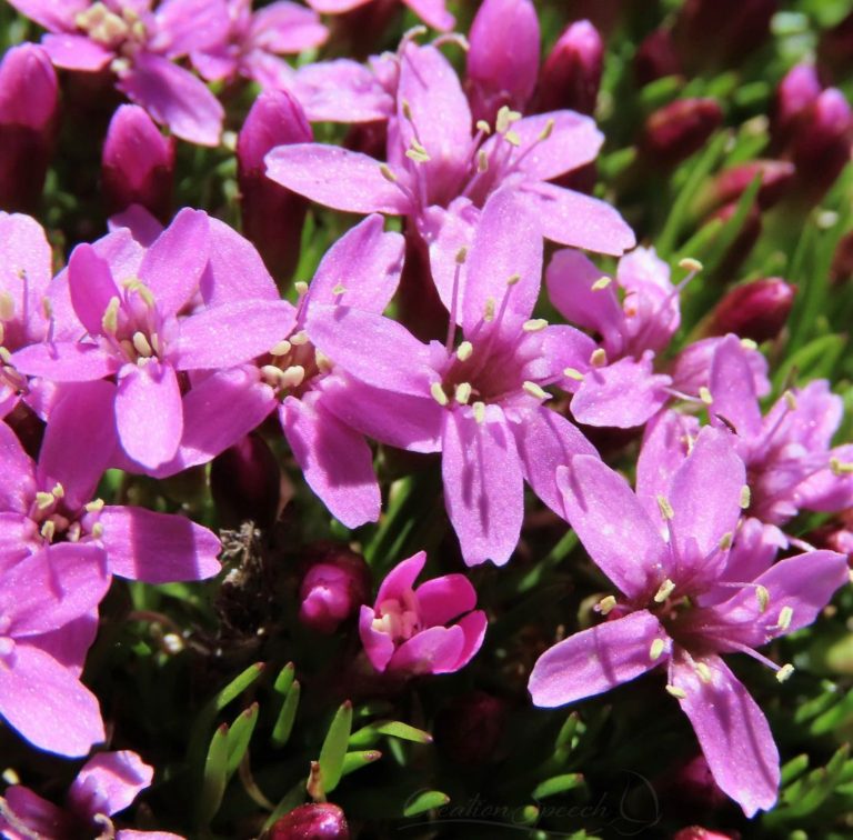 Moss Campion carpets the rocky alpine with bright purple color for God's name sake