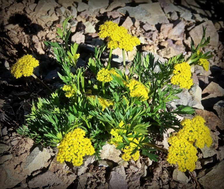 Mountain Parsley provides bright color and food for anise swallowtail larva for God's name sake