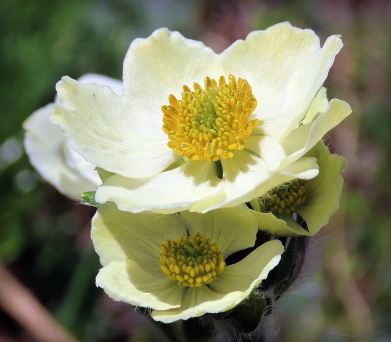 Narcissus Anemone lives in the Alpine meadows for God's name sake
