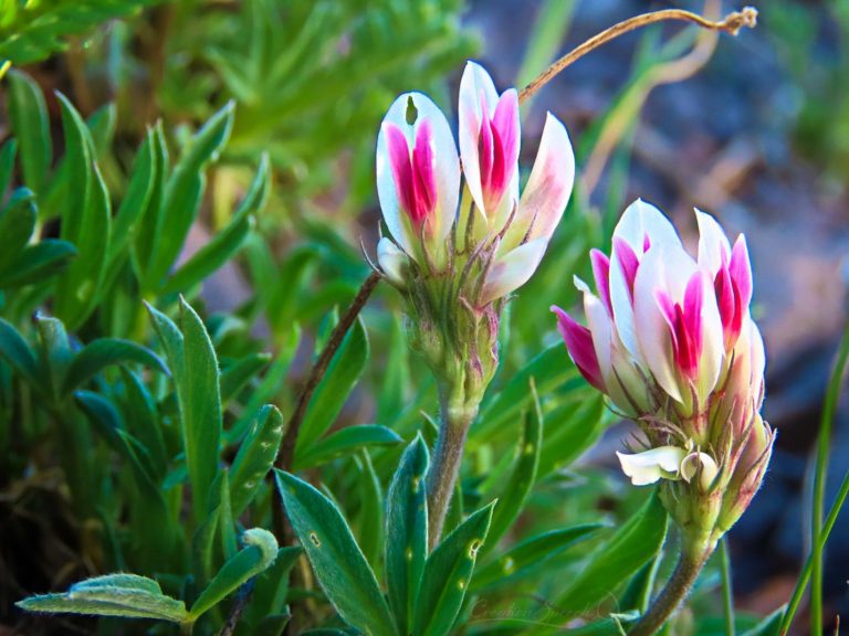 Parry's Clover is glorious for God's name sake