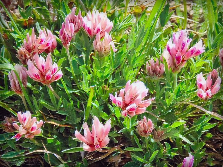 Parry's Clover is bright pink and green for God's name sake
