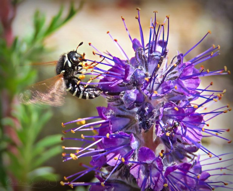 Pollen Wasp gathers Phacelia pollen for God's name sake