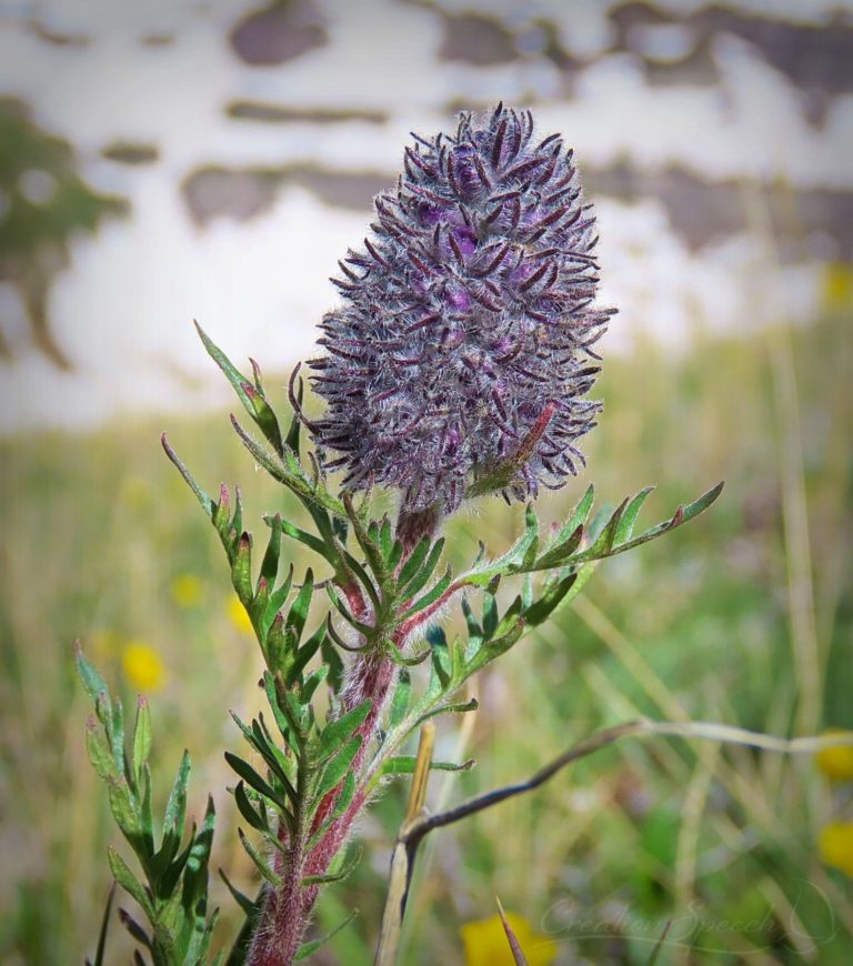 Purple Fringe bud is protected by hairs for God's name sake