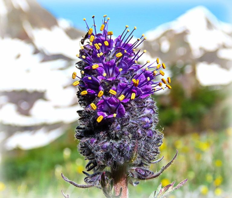 Phacelia Sericea is glorious for God's name sake