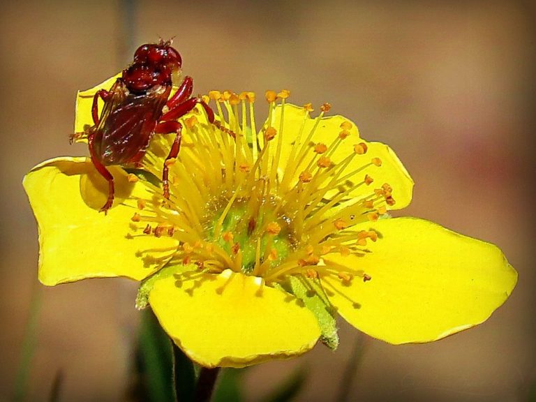 Red fly on Alpine Avens is glorious for God's name sake