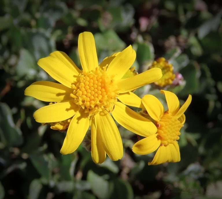 Rock Groundsel adds to the variety in a high rock garden for God's name sake