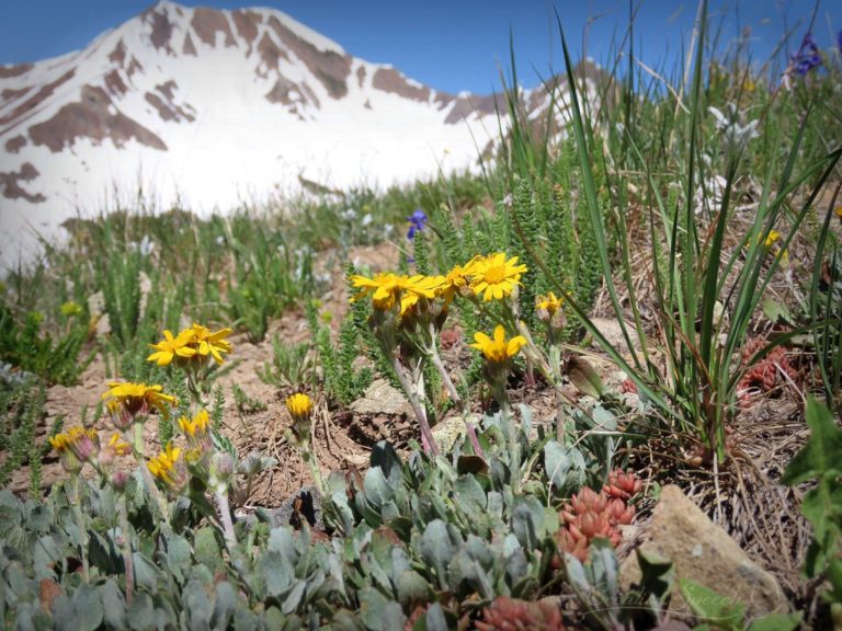Rock Groundsel and Ruby Mountain Range are a glorious sight for God's name sake