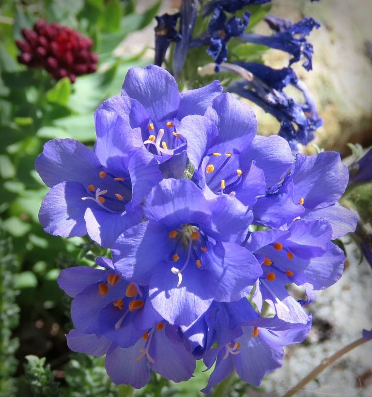 Skypilot brings blue and orange color to the alpine garden for God's name sake