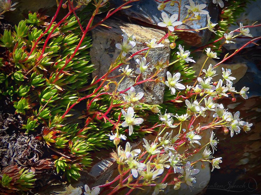 Spotted Saxifrage of Poverty Gulch is part of the unsearchable riches of Christ