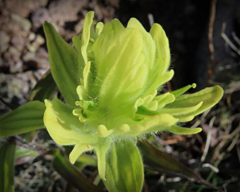 Sulphur Indian Paintbrush adds variety to the heights for God's name sake