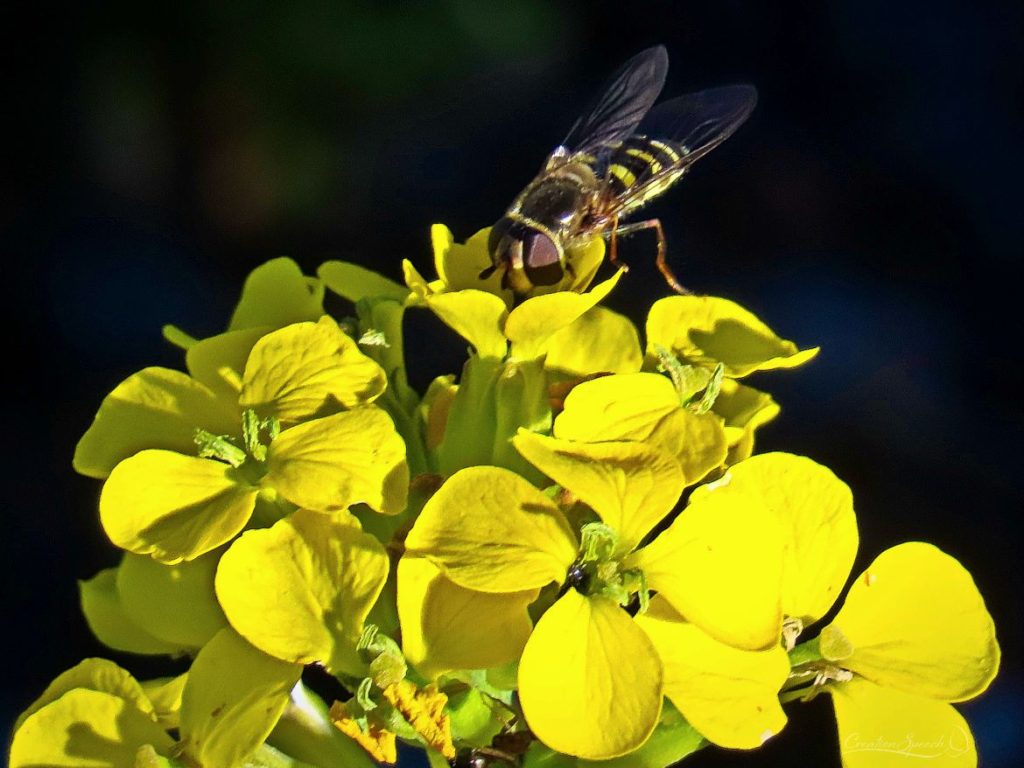 Syphid fly has a good reputation