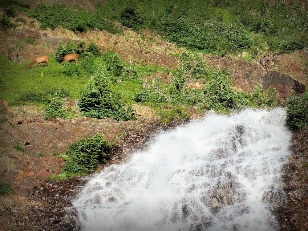 Two bull elk graze by a waterfall according to the unsearchable riches of Christ